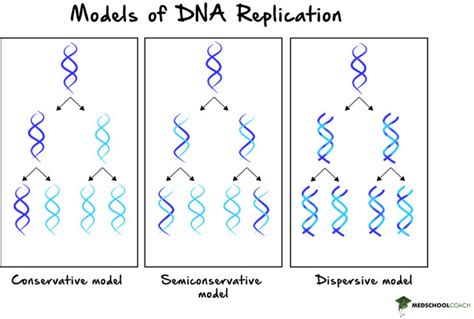 why is semiconservative replication important.